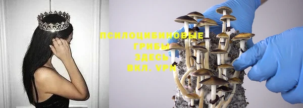 хмурый Белокуриха